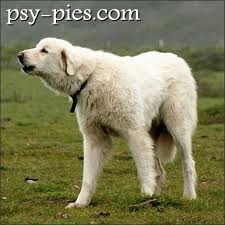 Akbash dog