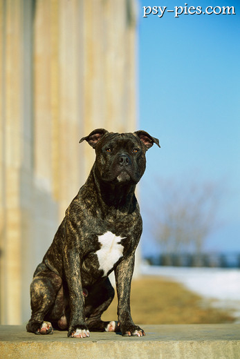 Amerykański pit bull terrier