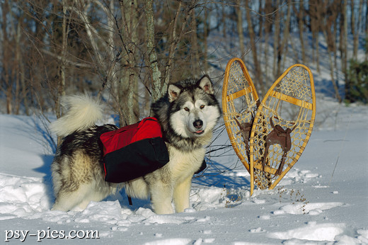Alaskan malamute