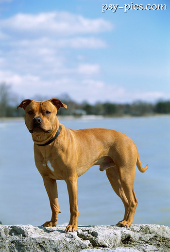 American pit bull terrier