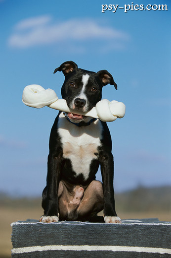 American pit bull terrier