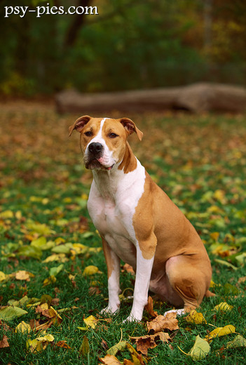 American pit bull terrier