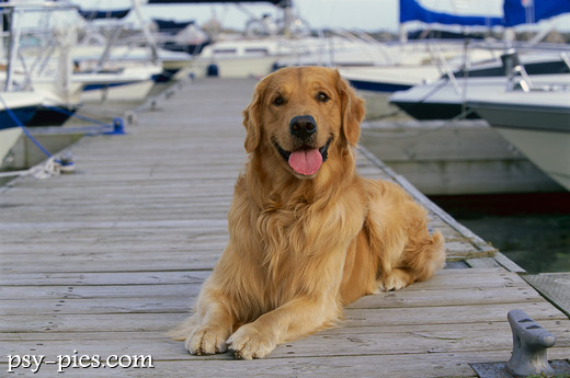 Golden retriever po kąpieli w jeziorze