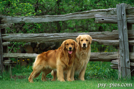 Para golden retrieverów na spacerze