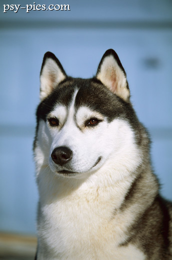 Siberian husky