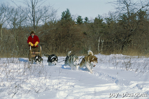 Grupa psów Siberian husky
