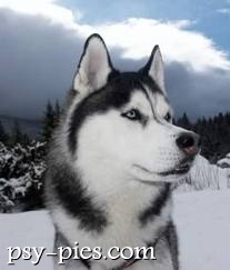Siberian husky
