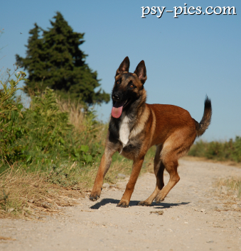 Owczarek belgijski Malinois