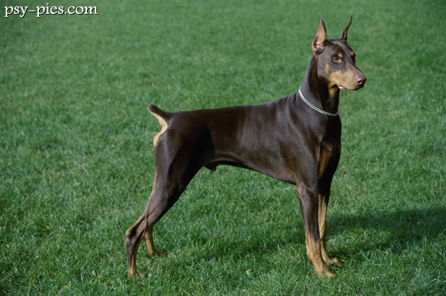 Doberman