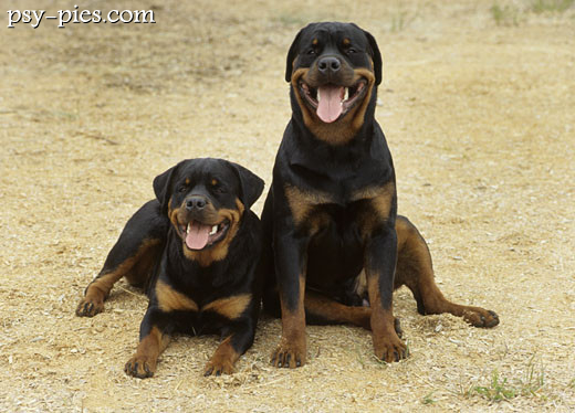 Rottweiler