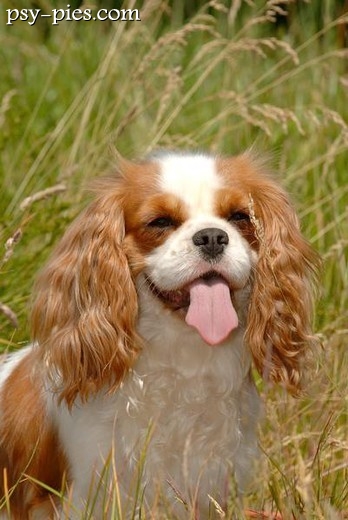 Cavalier king charles spaniel, pies często wykorzystywany w dogoterapii