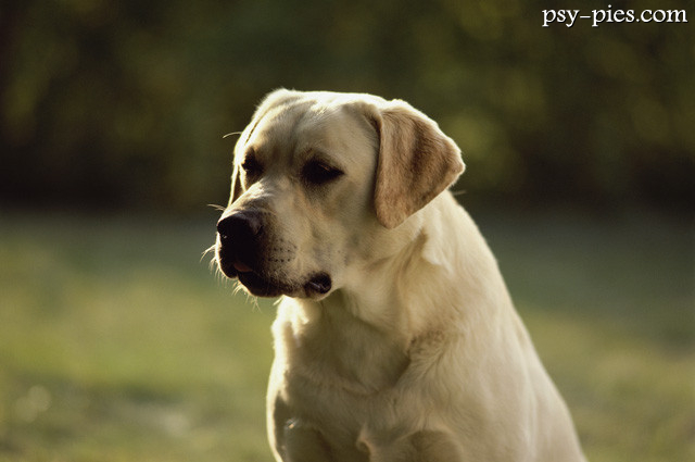 Labrador retriever podczas pracy jako pies terapeutyczny