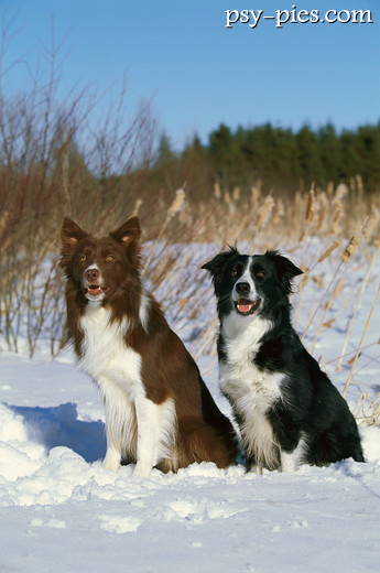 Border collie
