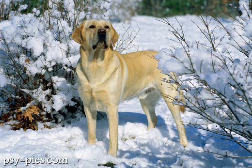 Labrador retriever