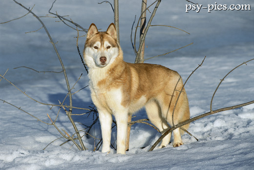 Siberian husky