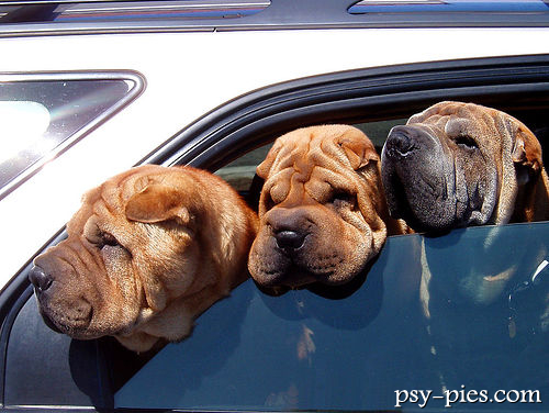 Shar pei zabezpieczony szelkami w czasie podróży