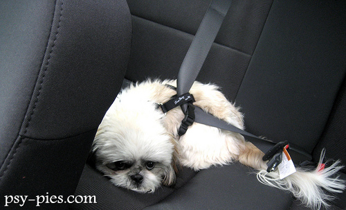 Shih tzu czeka na opiekuna w czasie urlopu