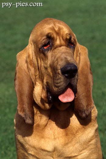 pies św. Huberta bloodhound