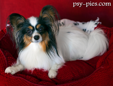 papillon mały spaniel kontynentalny