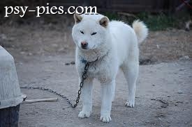 Hokkaido Inu