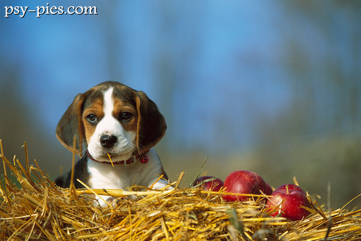 Szczeniak Beagle