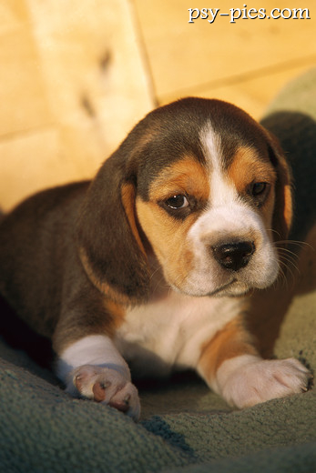 Beagle