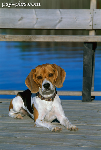 Pies Beagle
