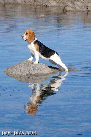 Suczka Beagle