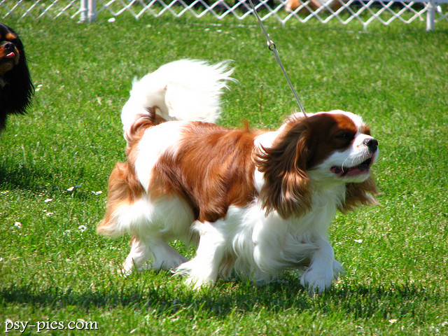 Rodowód psa potwierdza pochodzenie cavalier king charles spaniela