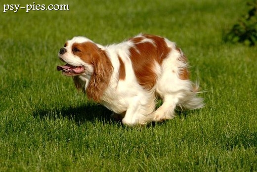 Cavalier king charles spaniel w domu nowego opiekuna