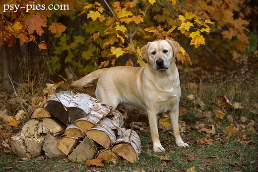 labrador retriever biszkoptowy