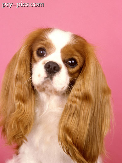 Cavalier king Charles spaniel