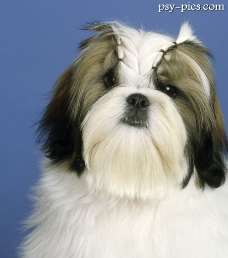 Shih tzu