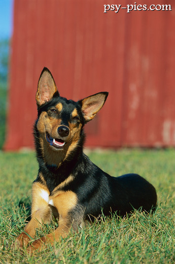 Owczarek australijski kelpie