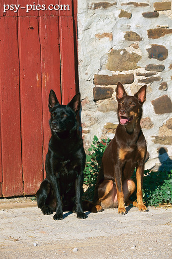 Owczarki australijskie kelpie
