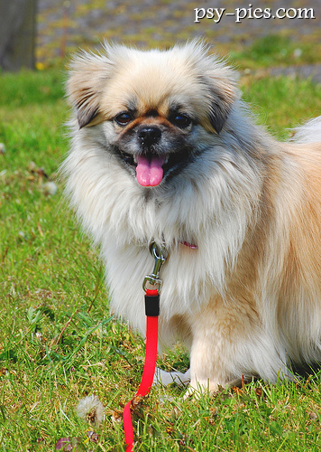 Spaniel tybetański