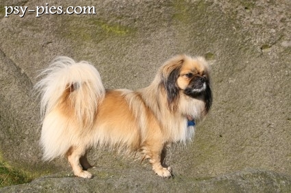 Spaniel tybetański