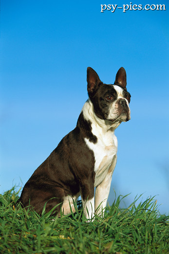 Boston terrier