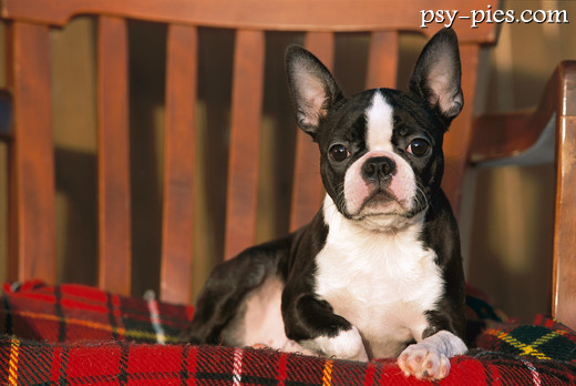 Boston terrier