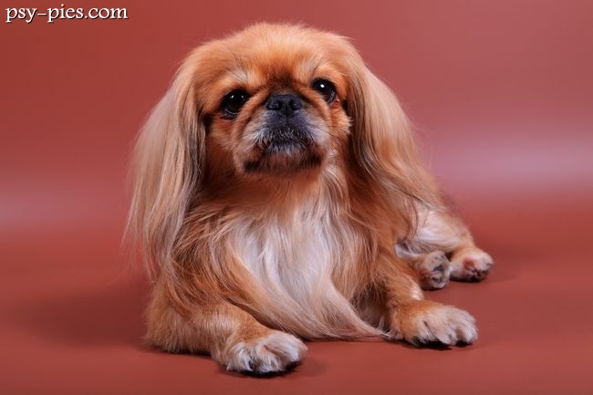 Spaniel tybetański