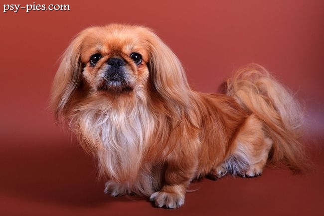 Spaniel tybetański
