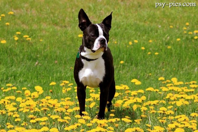 Boston terrier
