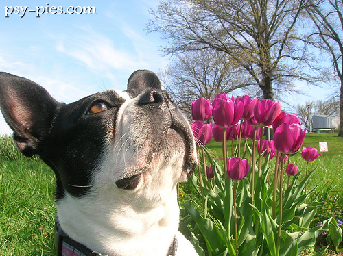 Boston terrier