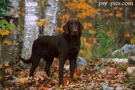 Flat coated retriever na polowaniu nad wodą