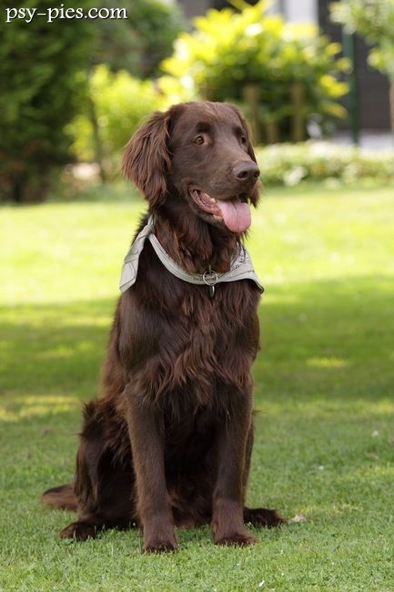 Flat coated retriever stojący z profilu