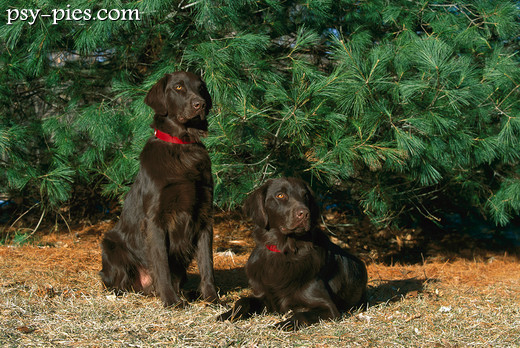 Flat coated retriever w ruchu