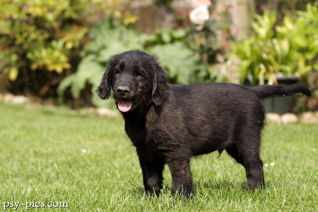 Flat coated retriever w wodzie
