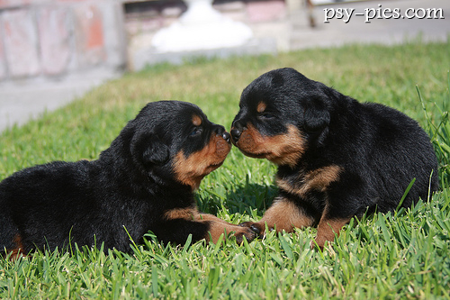Rottweilery