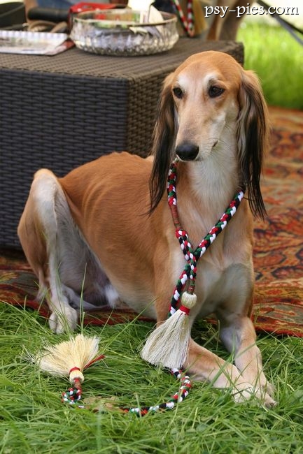 Saluki stojący w pozycji wystawowej