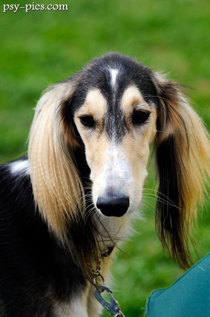 Saluki na spacerze w terenie